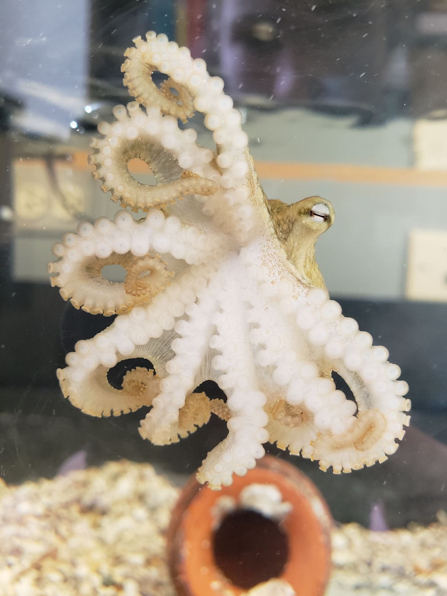 octopus hanging on glass, pot visible in background